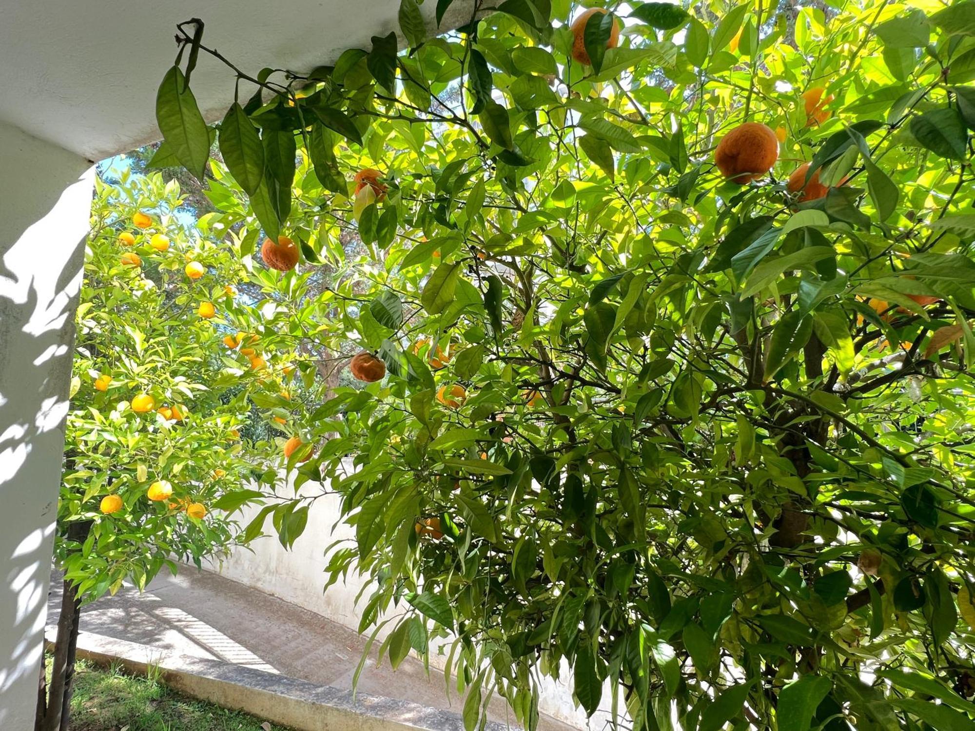 Cozy Fairytal Garden Apartment, Family Friendly, Free Parking, 15 Min To Airport أثينا المظهر الخارجي الصورة